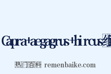 Capra+aegagrus+hircus组词是什么意思的图片